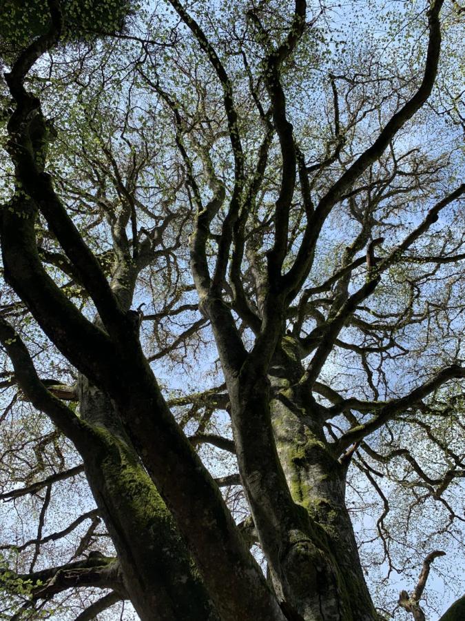 Gite " Oree Des Bois" Vertolaye Экстерьер фото
