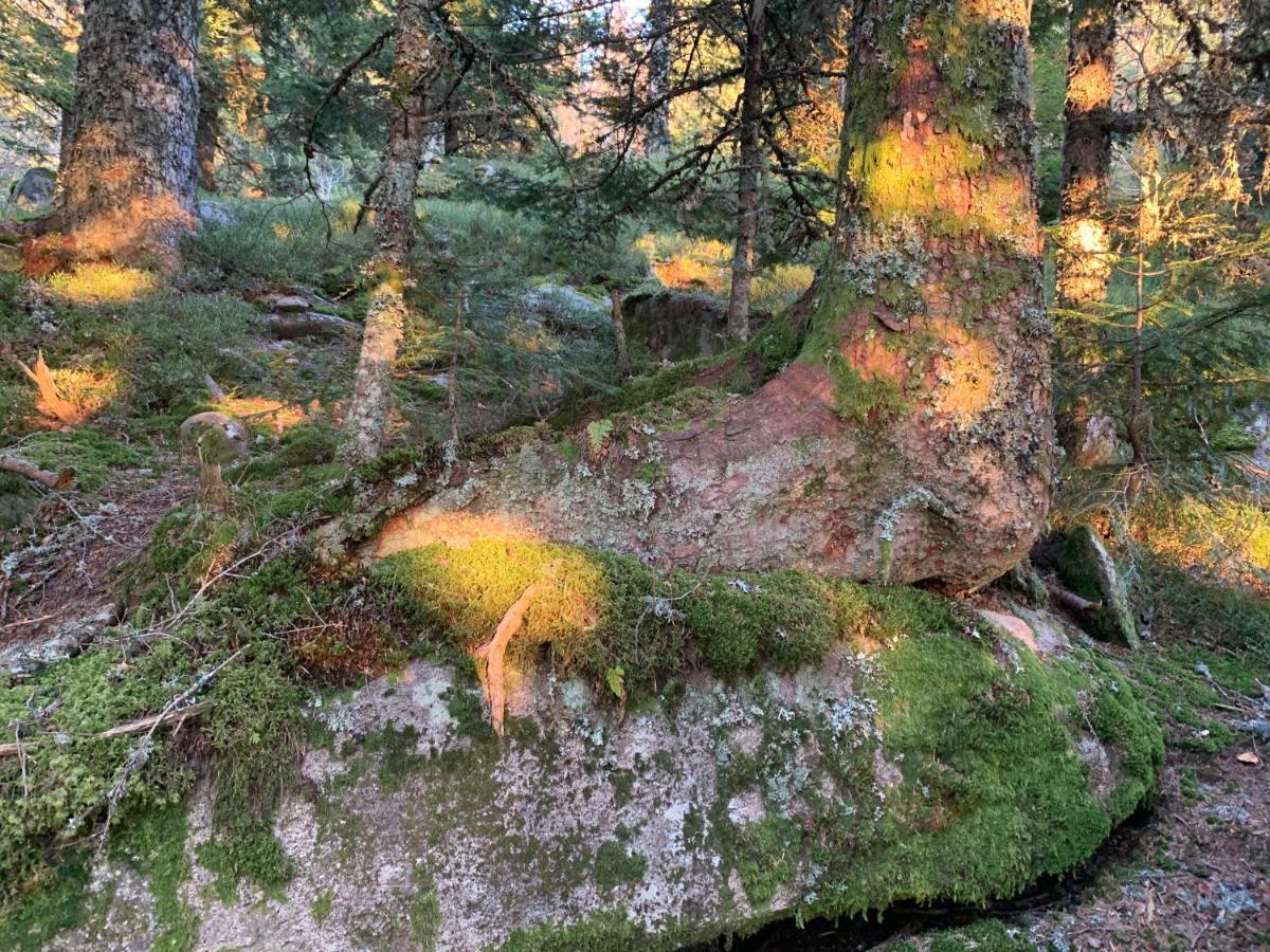 Gite " Oree Des Bois" Vertolaye Экстерьер фото